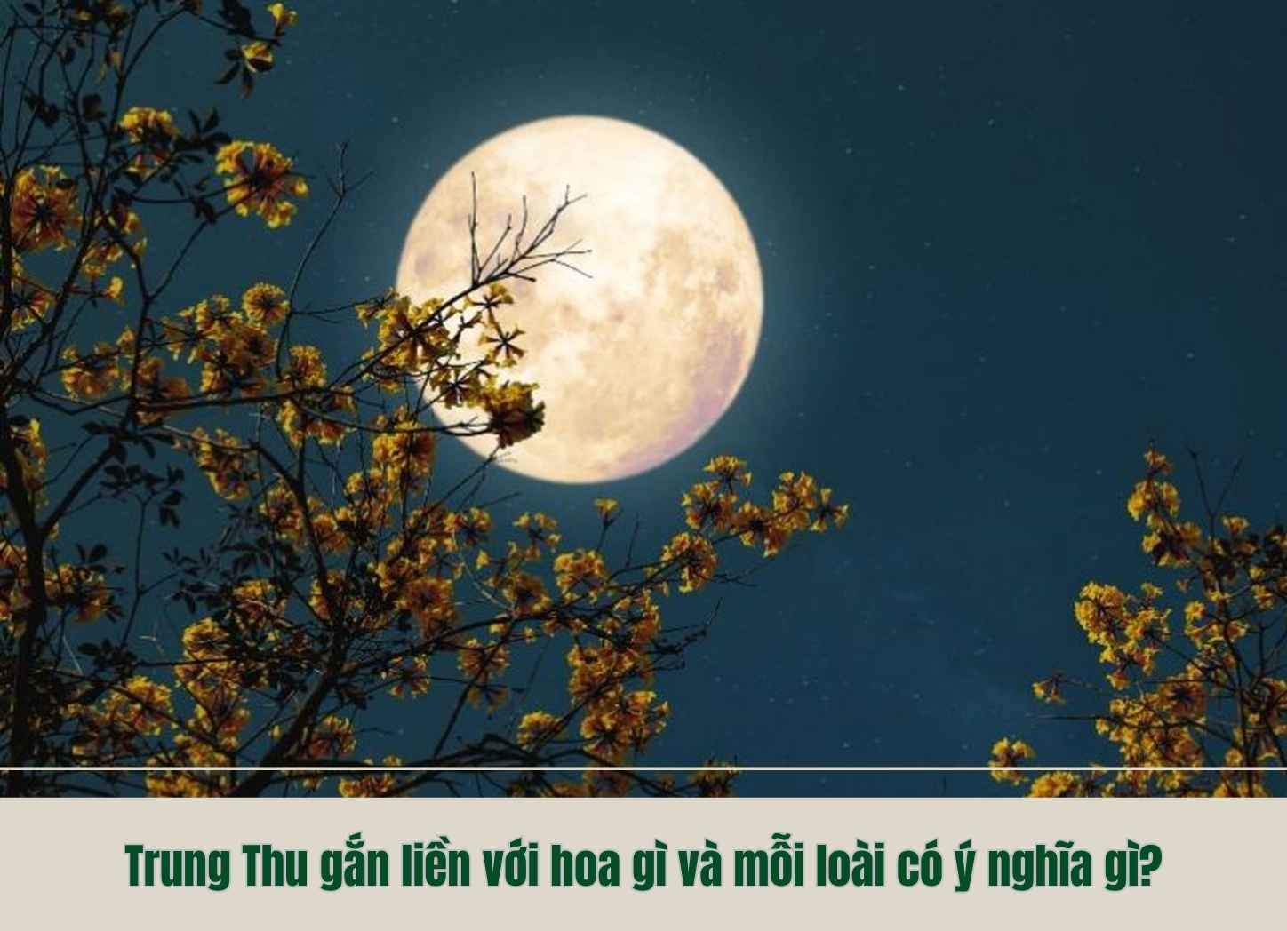 Trung Thu gắn liền với hoa gì và mỗi loài có ý nghĩa gì?